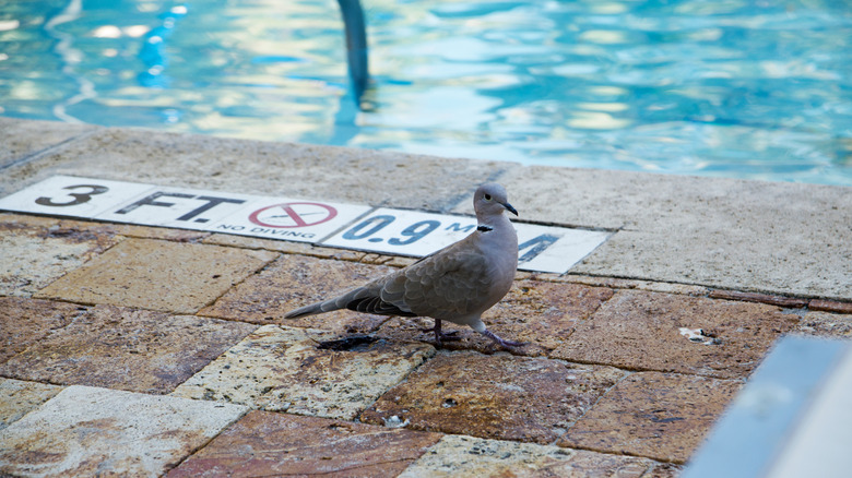 How to easily get rid of bird poop on a pool deck without leaving a stain