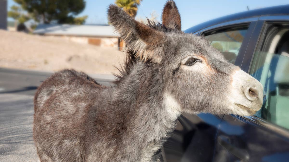 Hungry donkey stops traffic in Southern California to beg from cars