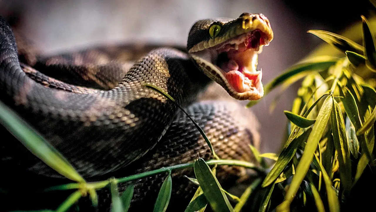 Snakebites may cause up to 513,000 deaths annually worldwide
