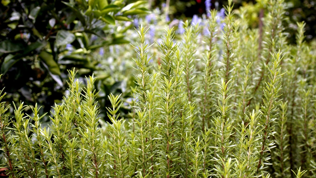8 herbs that naturally repel pests