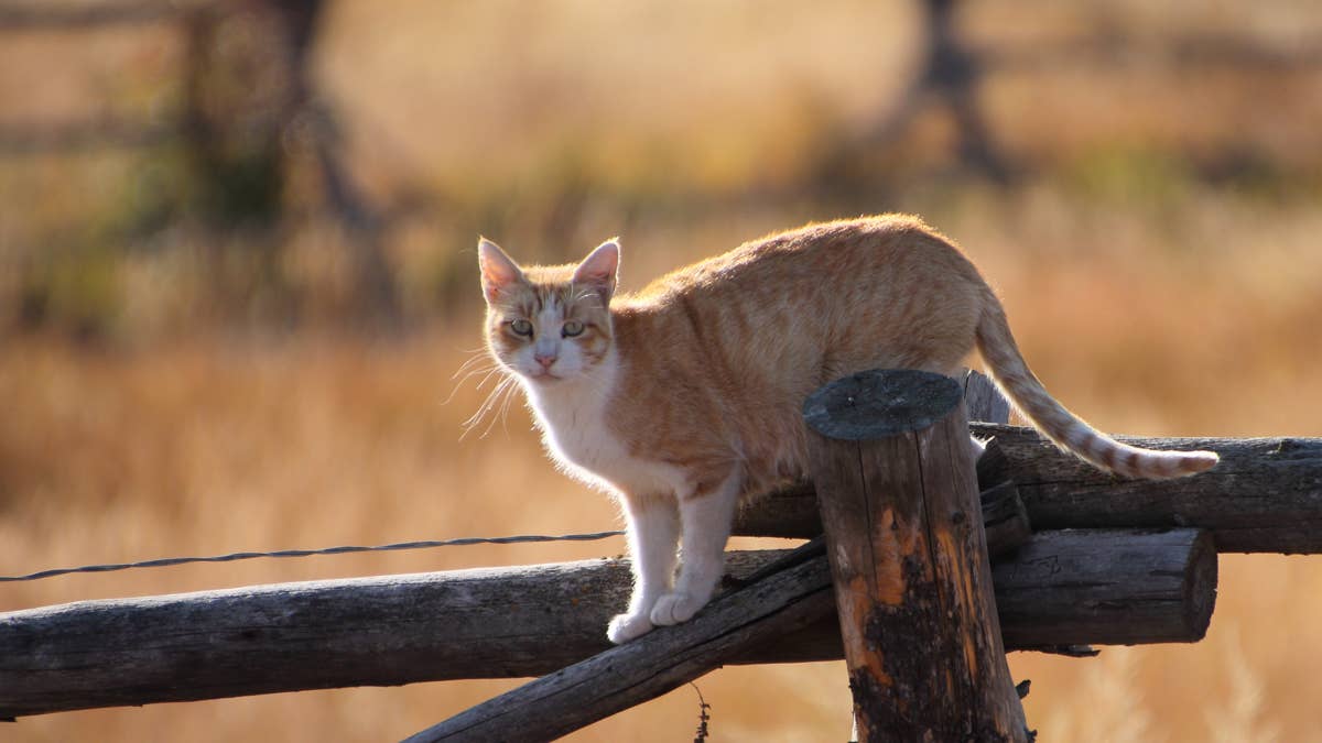 Man calls his farm cats home, and they come running like dogs