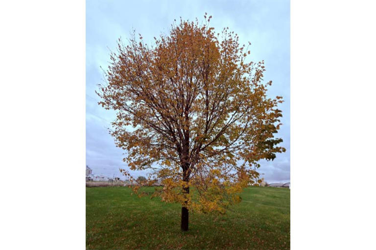 Why leaves change color — and when to worry about leaf loss