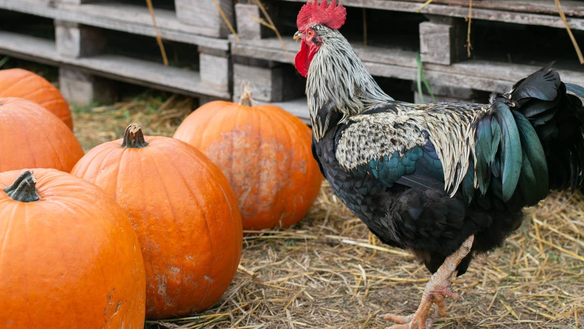 This flock of feathered artists carve a jack-o'-lantern and the result is unbelievably adorable