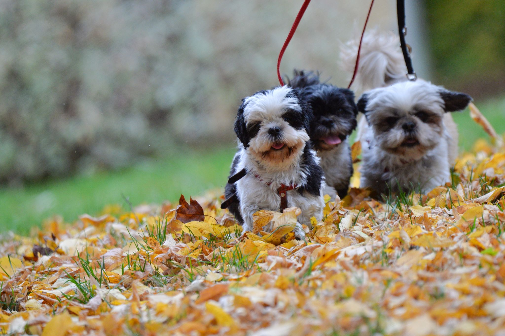 Which dog breeds live longest? And how to help your dog live longer