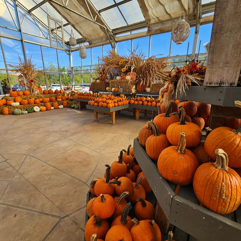 8 pick-your-own farms near St. Louis where a few dollars can fill your ...