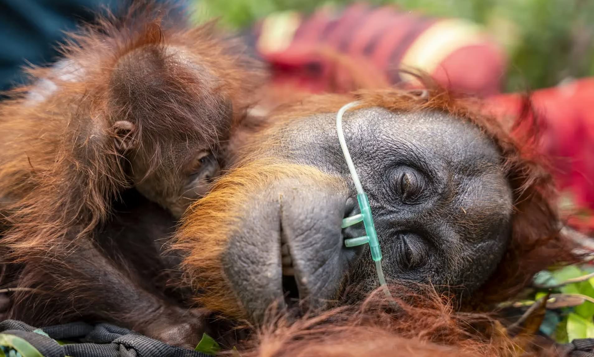 Critically endangered orangutan and her baby are rescued after getting ...