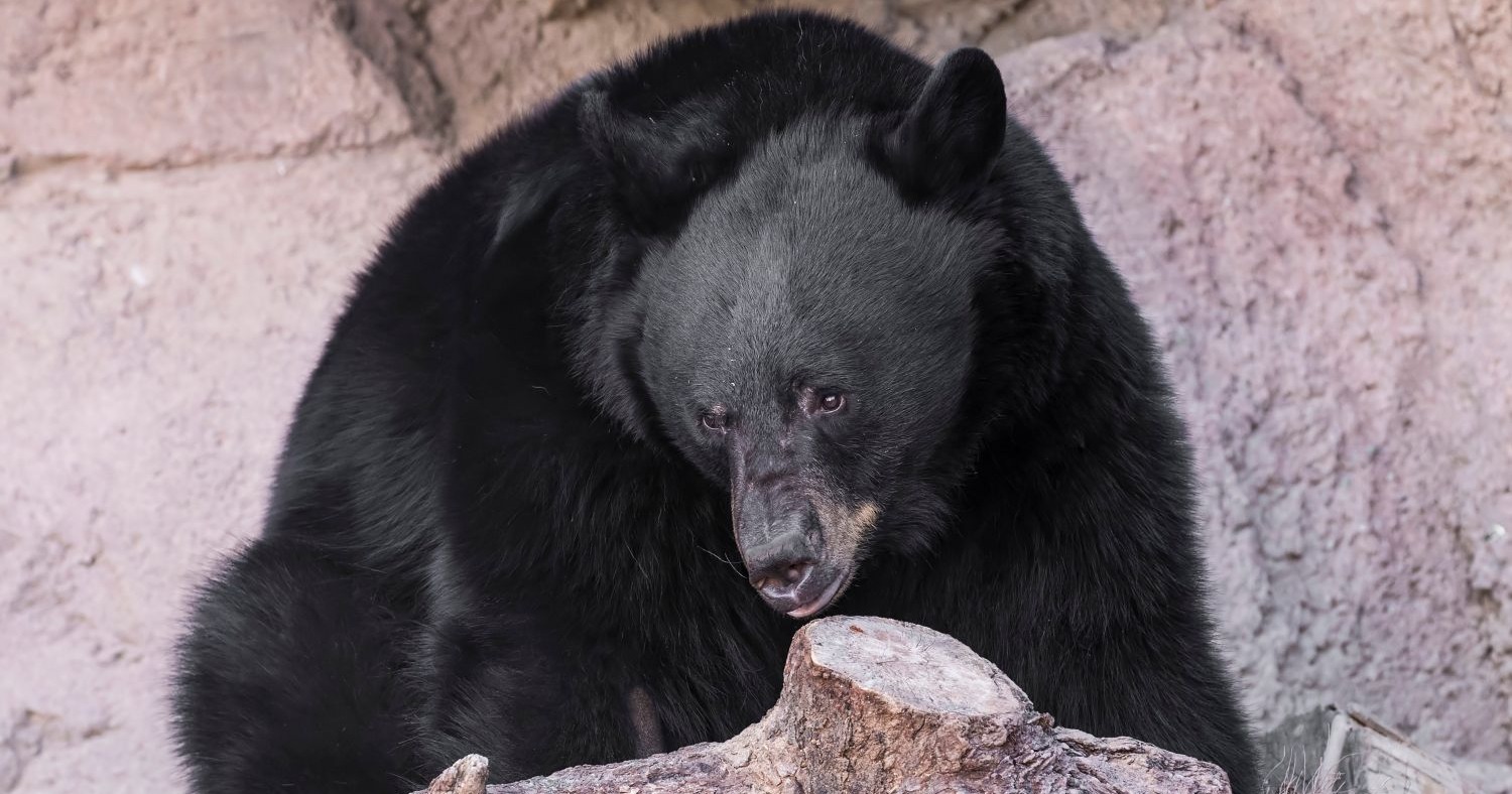 Venturing into the den to study Arizona black bears