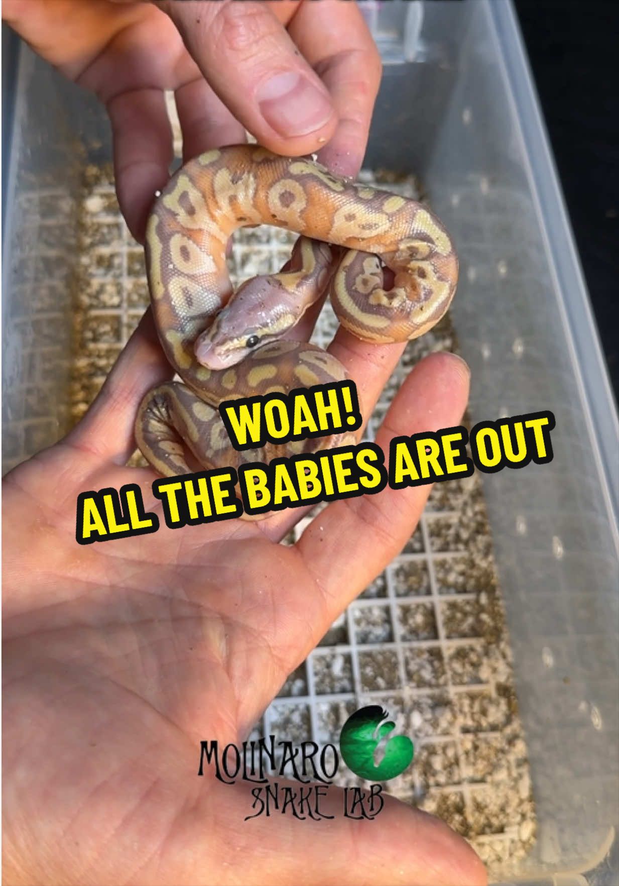 All the baby snakes are out!