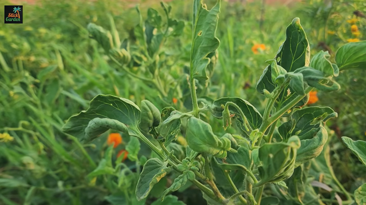 Understanding tomato leaf curl and common causes