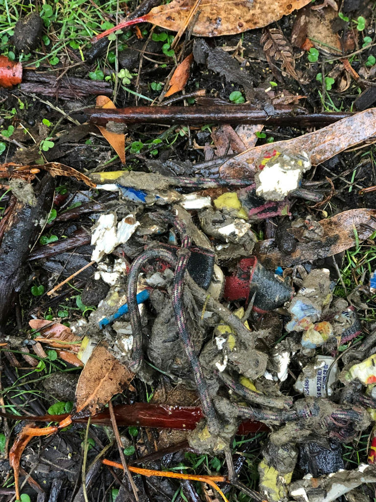 The power of poo: why conservationists love animal scat