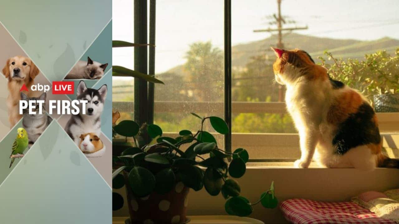 Pet First | Blood in cat urine: 5 warning signs every pet parent should ...