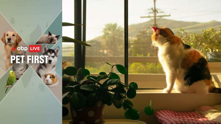 Pet First | Blood in cat urine: 5 warning signs every pet parent should ...