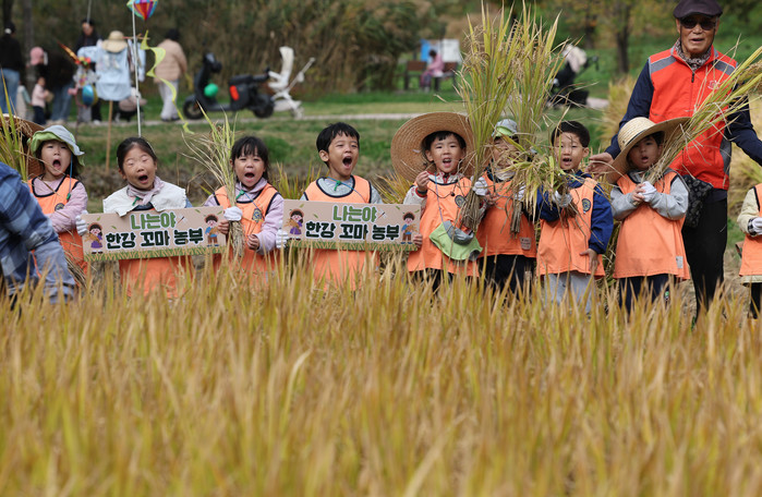 Children experience rice harvesting