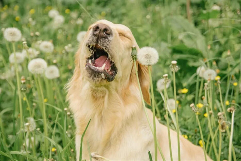 Can dogs catch a cold? 6 reasons your dog's nose is running