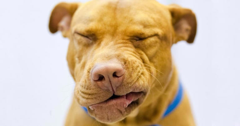 Can dogs catch a cold? 6 reasons your dog's nose is running