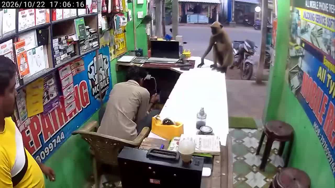 Wild monkey sparks panic breaking into shop only to hug owner