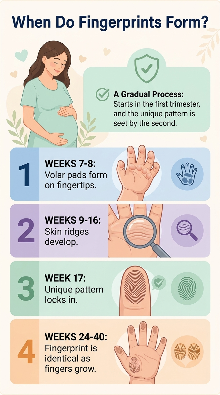 Does the baby have fingerprints before birth?