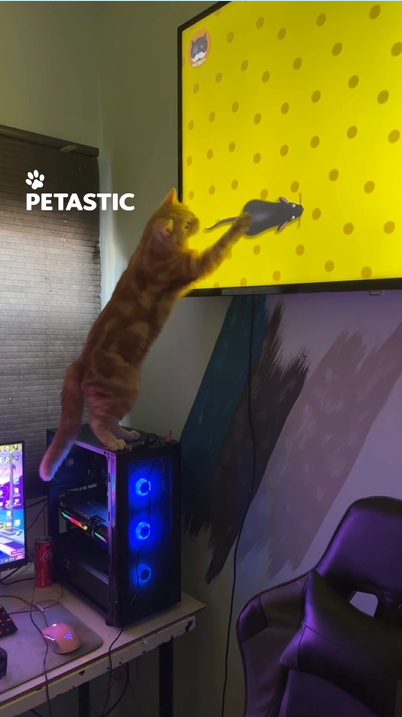Clumsy cat's attempt to catch rat leads to humorous mishap