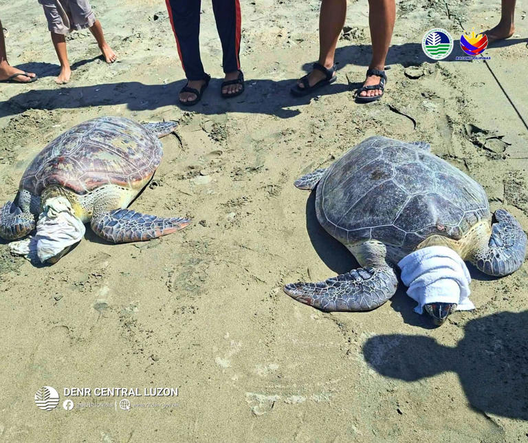 5 female green sea turtles rescued from fish corrals in Aurora