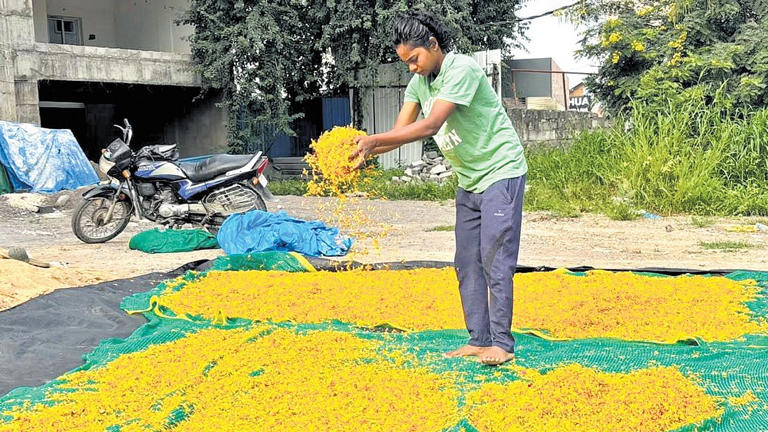 Telangana: MMC recycles 7,000 tonnes of flower waste