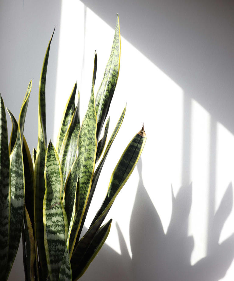 5 Things Your Snake Plant Needs in October to Strong It Glossy and ...