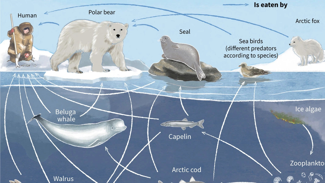 How ocean food webs keep life balanced