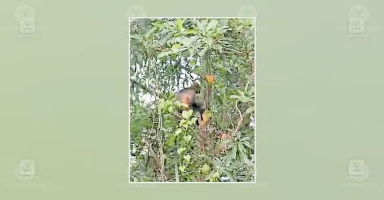 Rare Hanuman langur surprises residents of Kasaragod's Periya