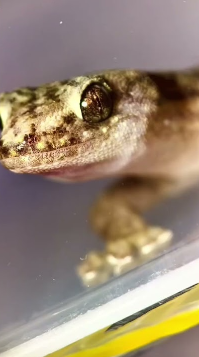 Exploring gecko lizard details under a microscope