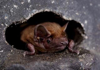 Almost 1,000 police officers trained to protect Britain’s bats
