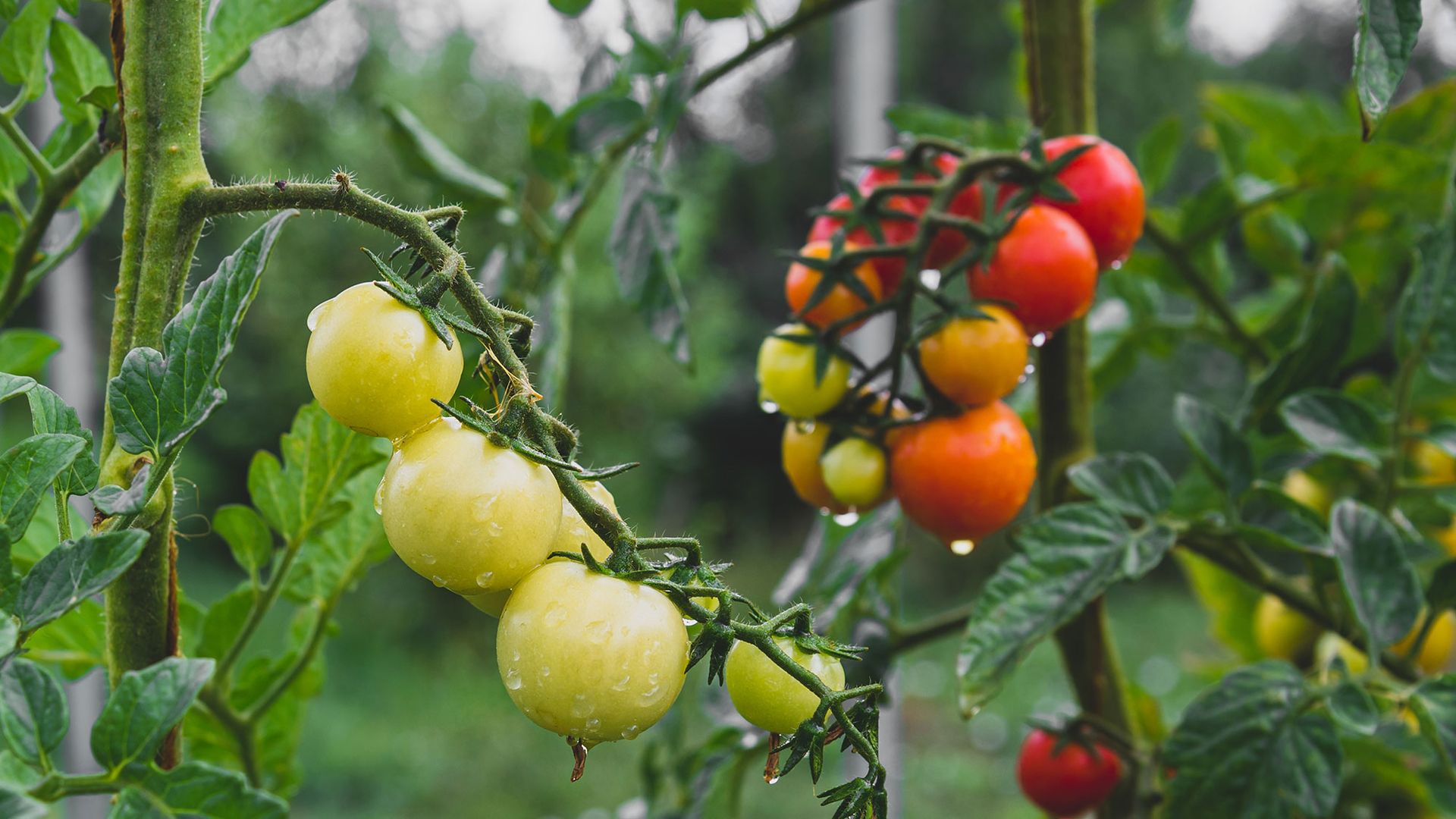 Don't waste your tomatoes: 5 end-of-season steps every gardener should know