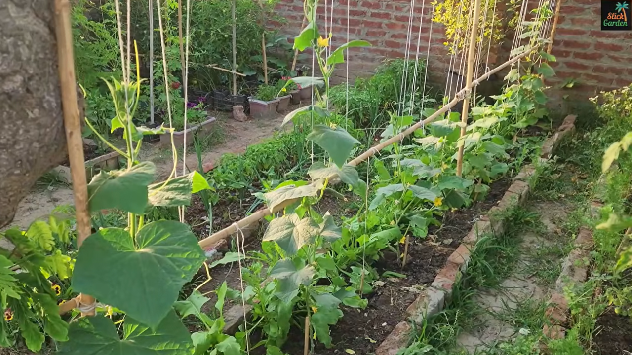 Cucumber plant care tips for common leaf problems