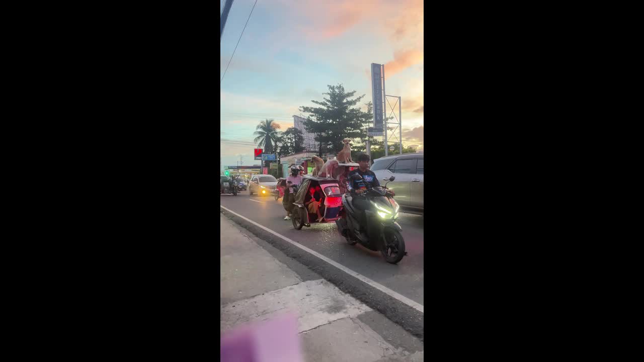 Three pet dogs join their owner at work as they ride on tricycle taxi roof
