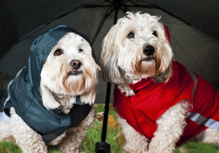 Training your dog to go in rain, snow, or other bad weather