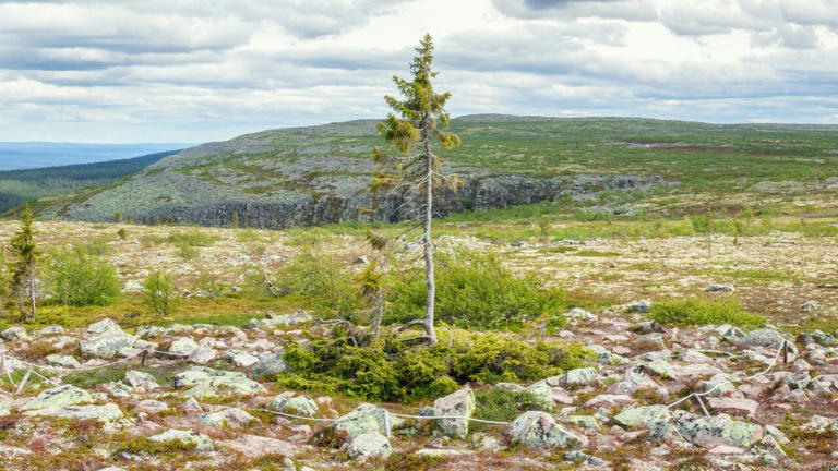 9 of the world’s oldest trees that have survived for thousands of years