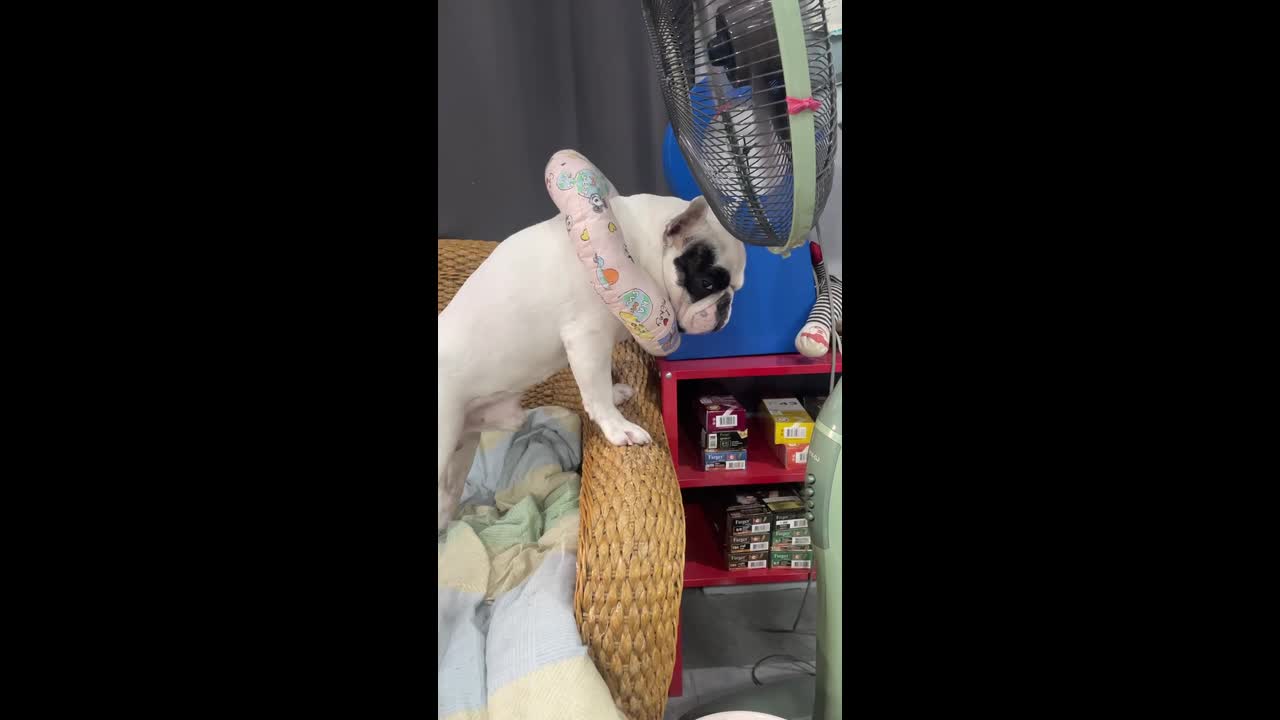 Sleepy French bulldog dozes off while standing on chair