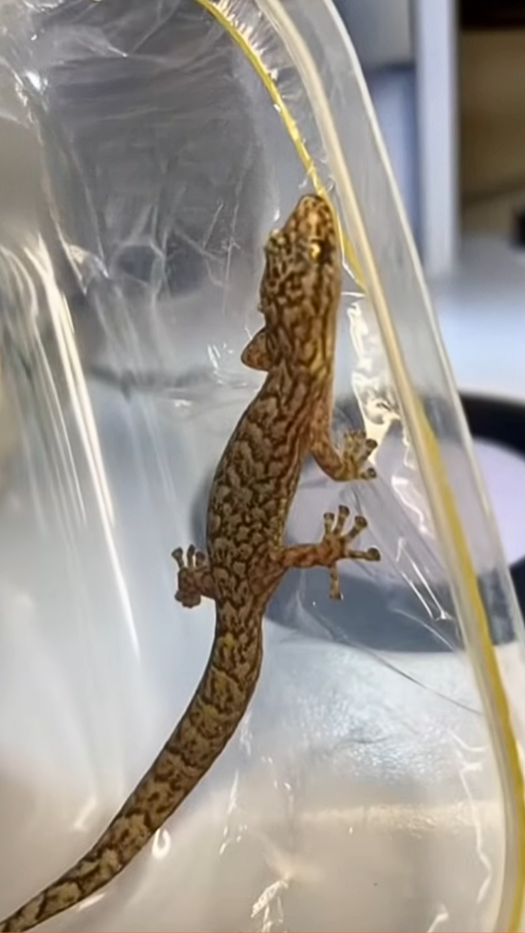 Exploring gecko lizard details under a microscope