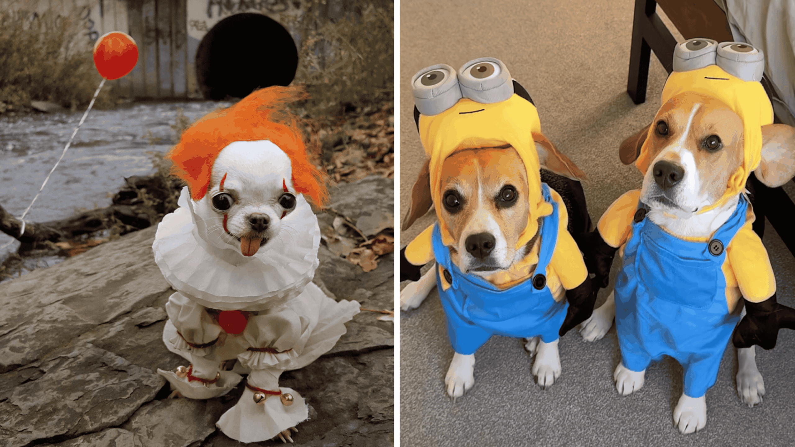 18 pets ready to go trick-or-treating this Halloween