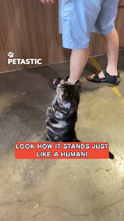 Adorable cat mimics human behavior while waiting in line