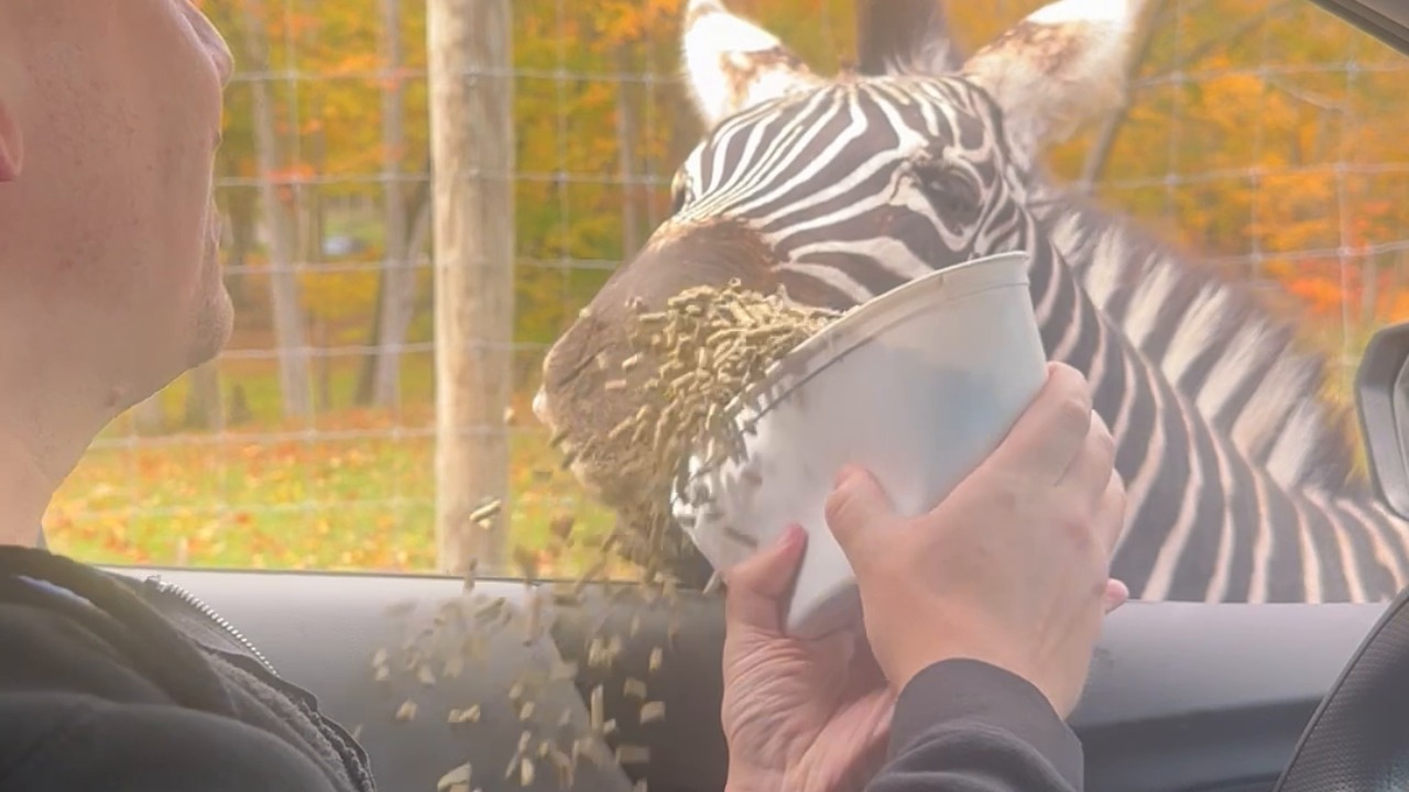 Boy feeds a zebra in his car until one small slip changes everything