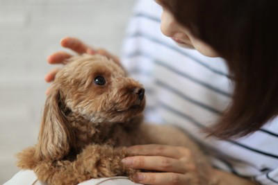 犬が『体調不良』のときにみせるサイン5選 治療が必要な状態かどうかを判断する方法まで