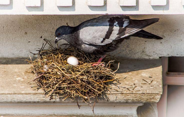 5 easy tricks to keep pigeons away from your balcony without harming them