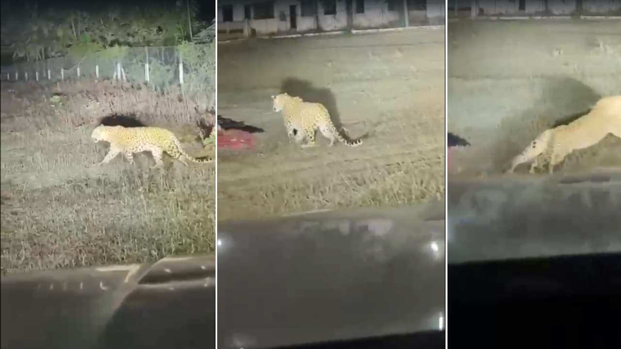 Video: Leopard charges towards sleeping workers in Maharashtra, car ...