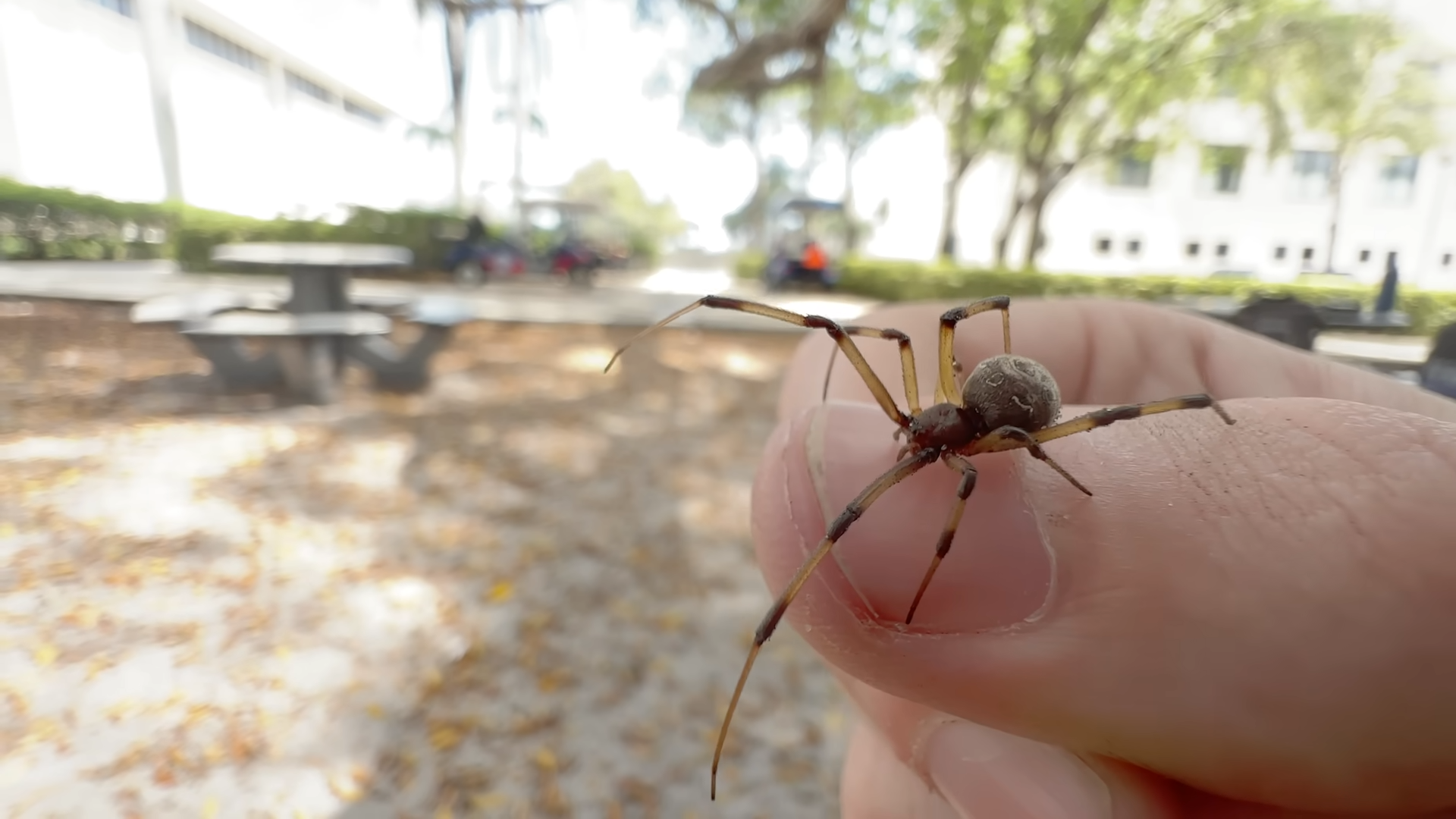 Small spiders could still deliver painful bites