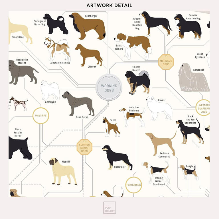 5 of the rarest dog breeds in the world