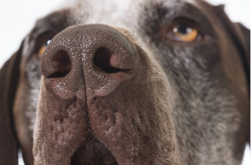 Can dogs catch a cold? 6 reasons your dog's nose is running