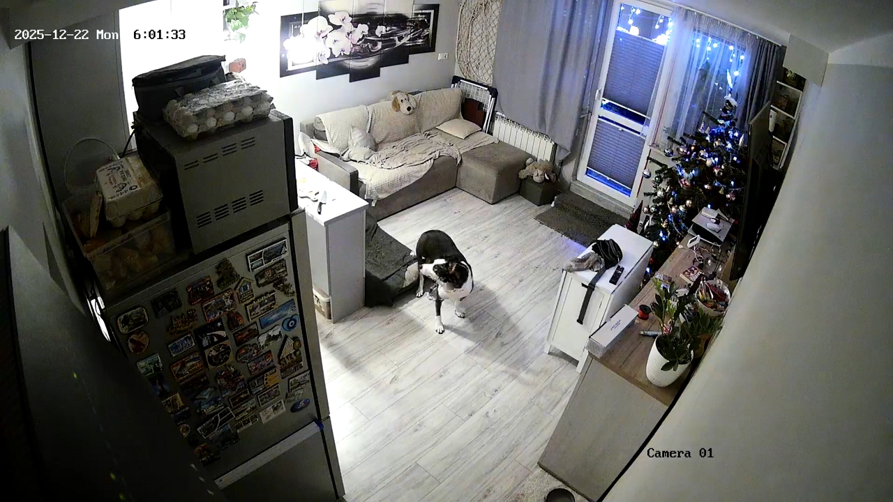 Dog surprised as Christmas tree falls in Grójec