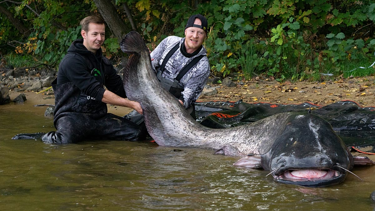 2.92-metre monster fish: German angler lands giant catfish from Polish ...