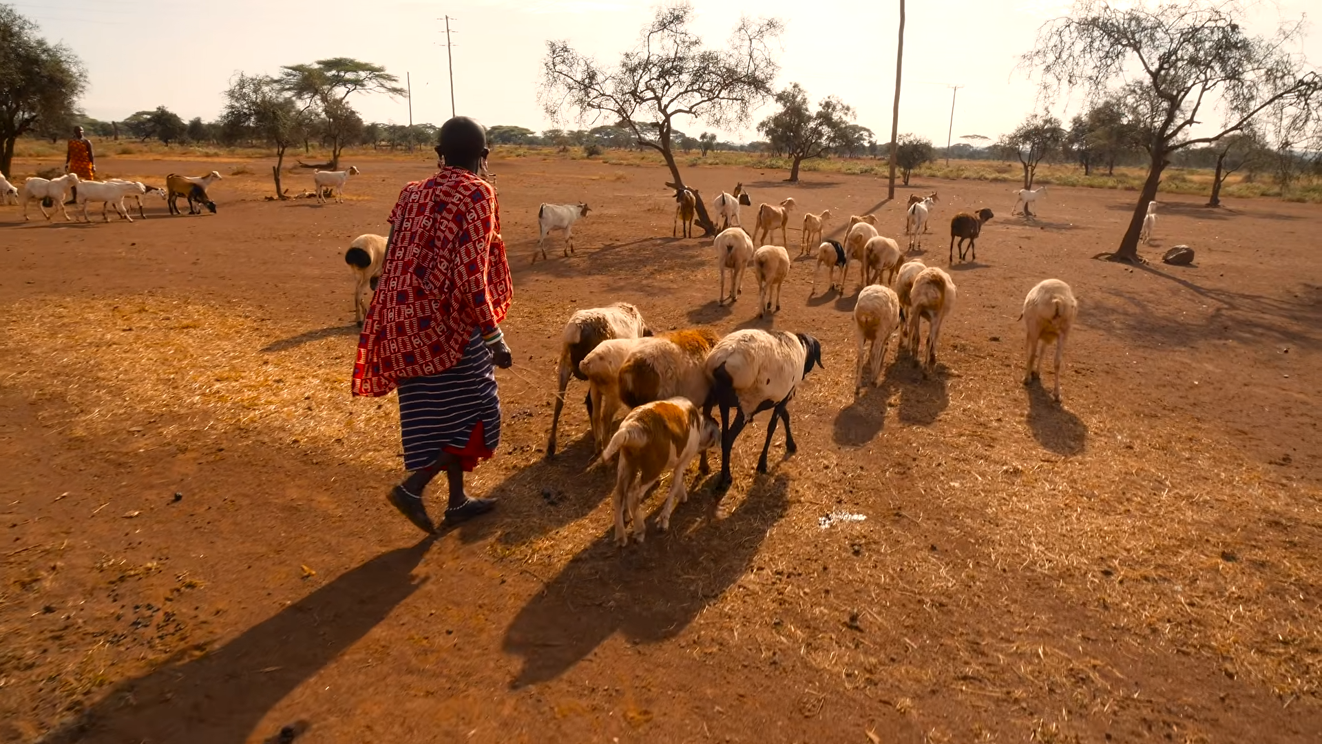 A Maasai village had a specific recipient for nearly every cut of goat
