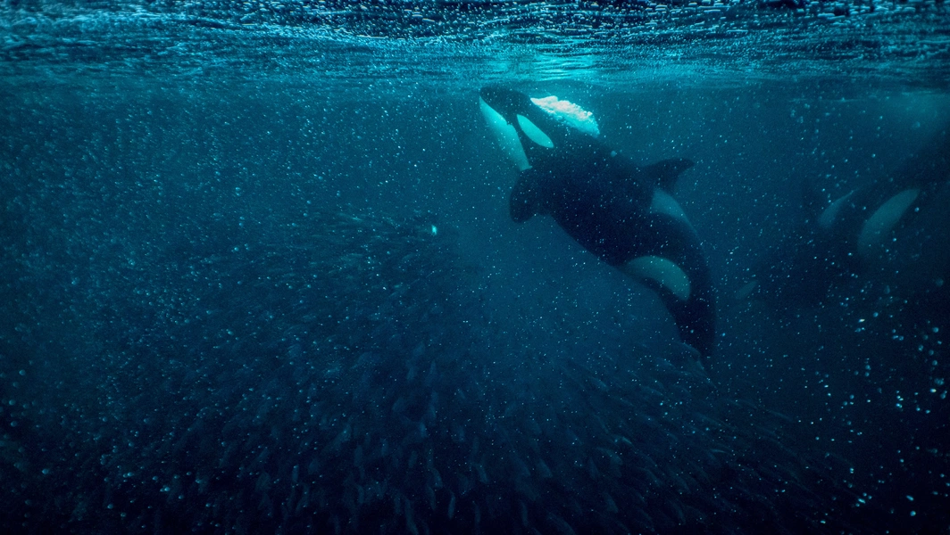 Orca behavior, communication, and hunting strategies