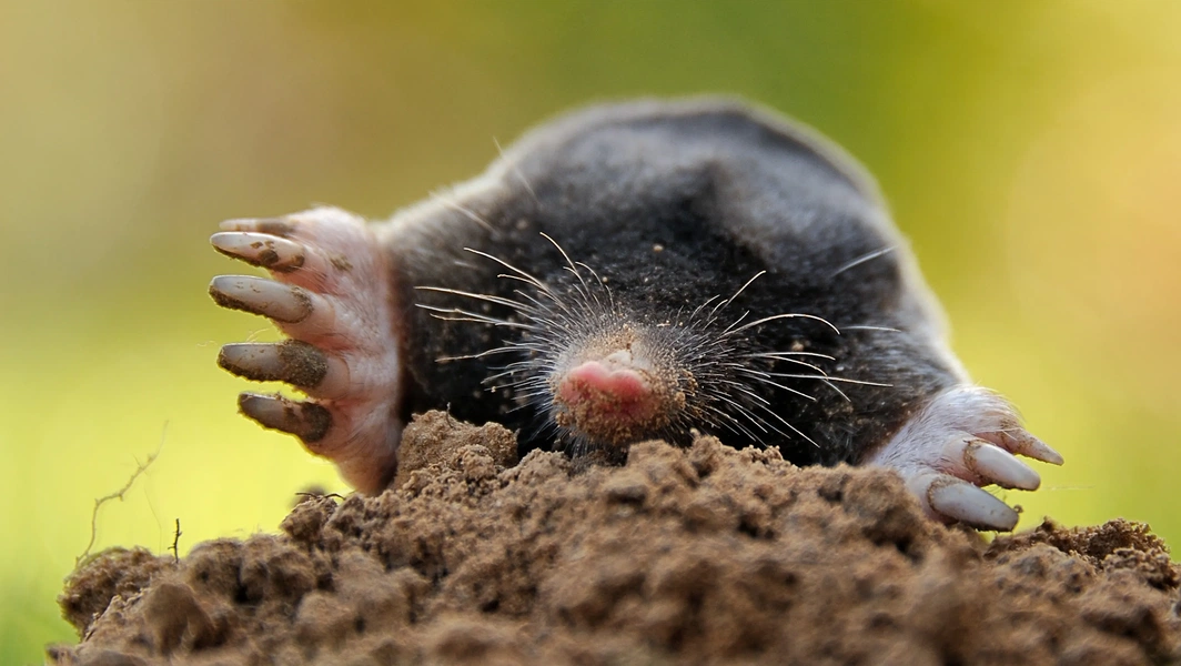 Identifying yard-digging animals